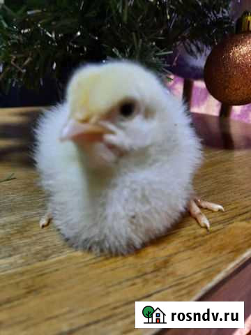 Цыплята бройлеры кобб 500 Шуя - изображение 1