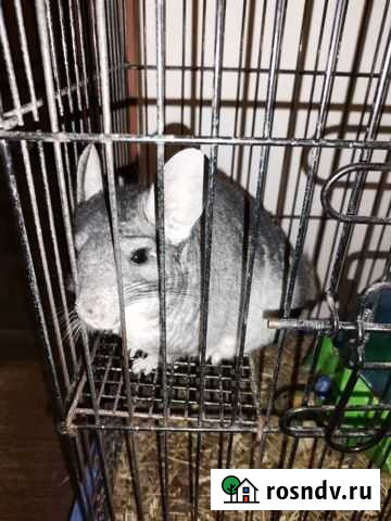 Серебристая шиншилла Ростов-на-Дону - изображение 1