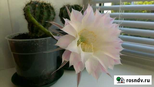 Кактусы цветущие Старый Оскол - изображение 1