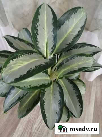 Аглаонема уши слона Медведево - изображение 1
