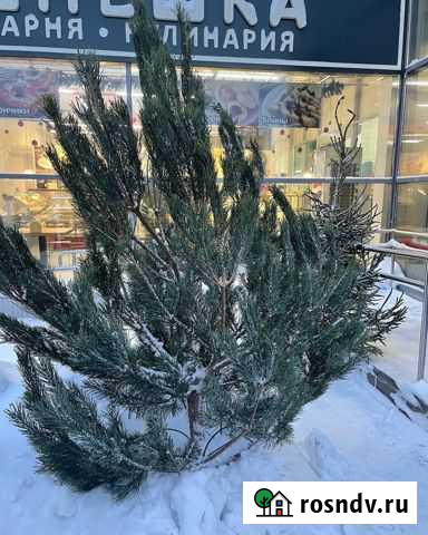 Живые елки,ель лесная, сосна живая Череповец - изображение 1