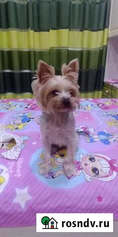 Йокширский терьер Рязань - изображение 1