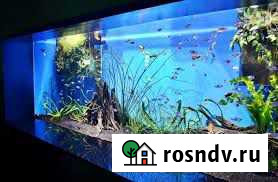 Обслуживание аквариумов Ижевск - изображение 1