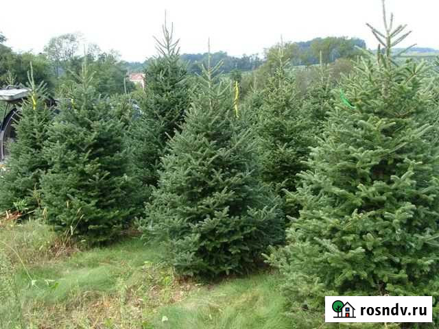 Живые Ели (с доставкой по городу) Псков - изображение 1