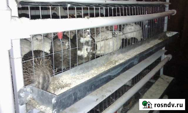 Клетки для перепелок Менделеевск - изображение 1