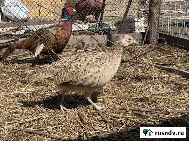 Фазаны Хабаровск - изображение 1