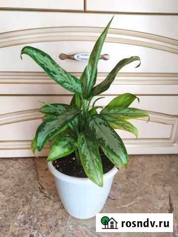 Аглаонема Батайск - изображение 1