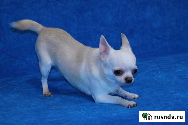 Кобели чихуахуа на вязку Орехово-Зуево - изображение 1