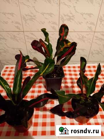 Кротон мамми Липецк - изображение 1