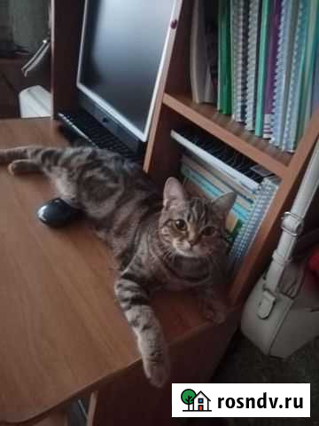 Шатландочка кошечка Энгельс - изображение 1