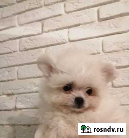 Болонка Новосибирск - изображение 1