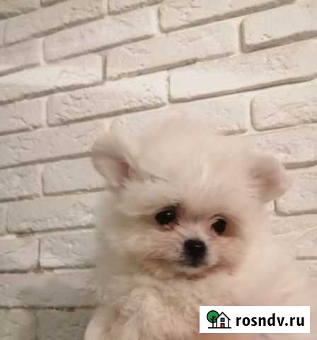 Болонка Новосибирск - изображение 1