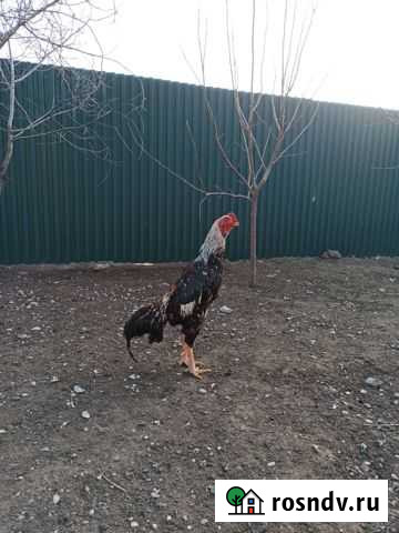 Птицы Каспийск - изображение 1