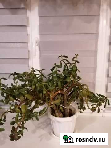 Комнатные домашние растения Дубовое - изображение 1