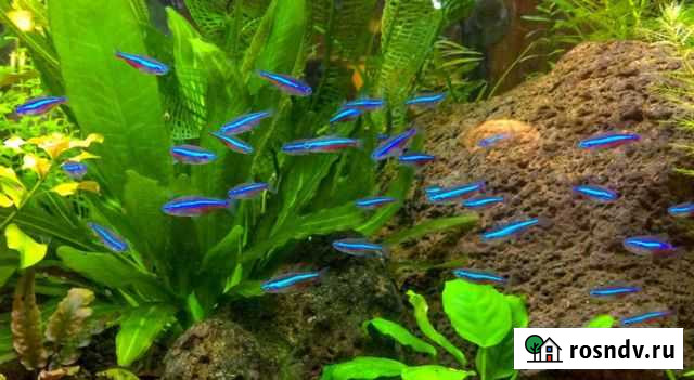 Аквариумные рыбки Сыктывкар - изображение 1