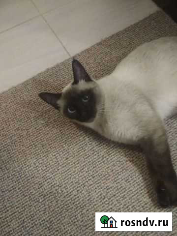 Тайская кошечка Каневская - изображение 1