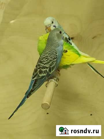 Волнистый попугай Калуга - изображение 1