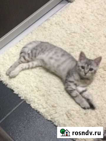 Кошечка Подольск - изображение 1