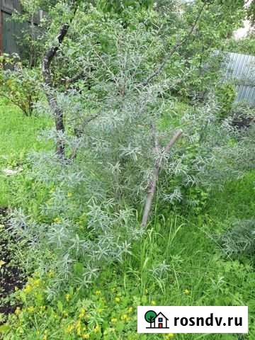 Облепиха 4 года Лобня - изображение 1