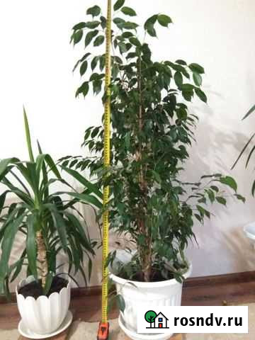 Комнатные растения Чайковский - изображение 1