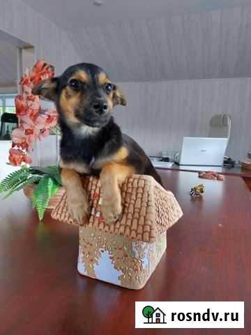 Щенки в добрые руки Кострома - изображение 1