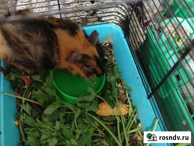 Морской свин Владикавказ - изображение 1