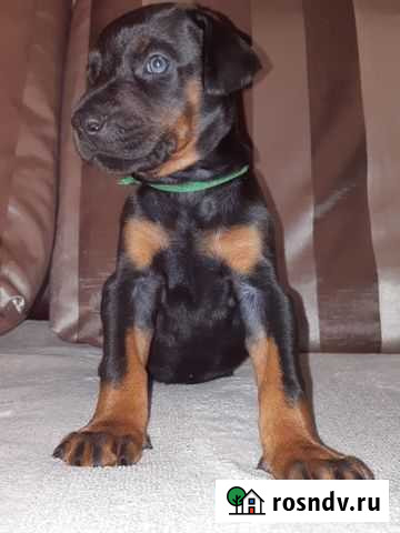 Щенки добермана Курск - изображение 1