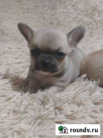 Чихуахуа Рязань - изображение 1