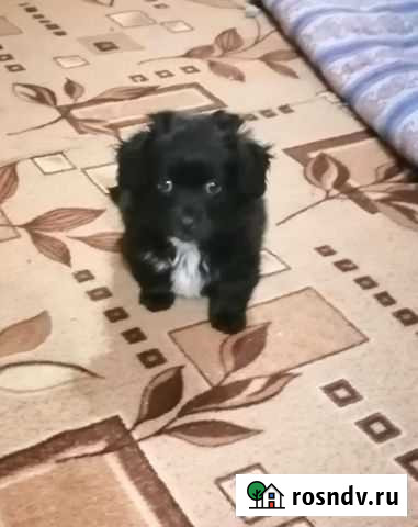 Щенки от маленькой собачки Белгород - изображение 1