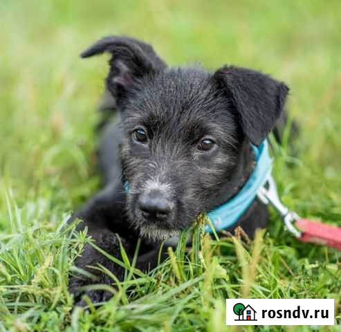 Щенок в добрые руки бесплатно Чехов - изображение 1