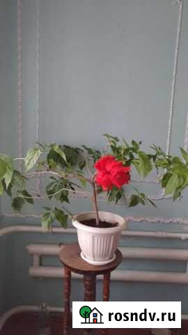 Гибискус китайская роза Таганрог - изображение 1