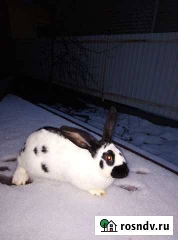 Кролики для разведения и мясо кролика Липецк - изображение 1