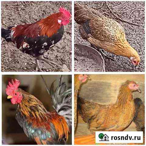 Карликовые куры Новокорсунская