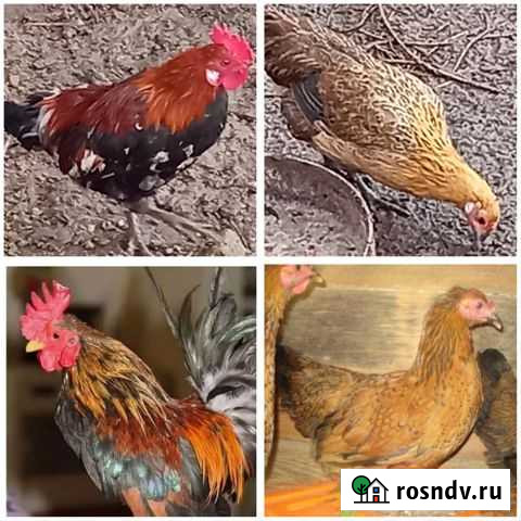 Карликовые куры Новокорсунская - изображение 1