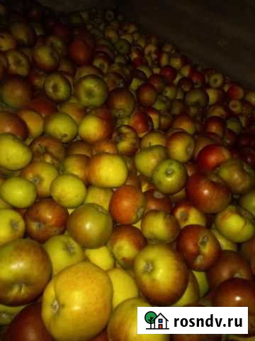 Яблоки шафран Касумкент - изображение 1