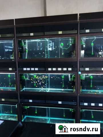 Аквариумы и рыбки Мурино - изображение 1