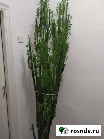 Молочай Джанкой - изображение 1