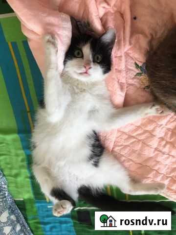 Кошечка в добрые руки Ейск - изображение 1