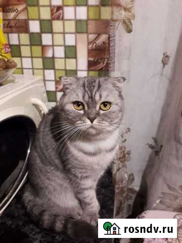 Шотландская вислоухая кошка Курган - изображение 1