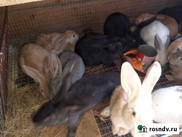 Кролики Анапская - изображение 1