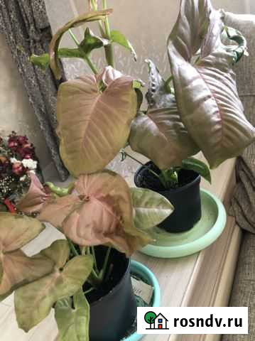 Сингониум Благовещенск - изображение 1