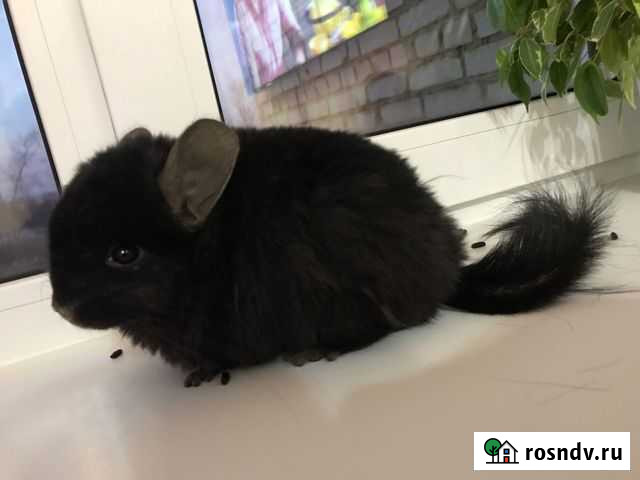 Продам шиншиу ангора с большой клеткой Каменка - изображение 1