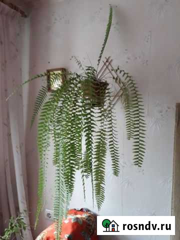 Комнатное растение папоротник Нефролепис Черноголовка - изображение 1