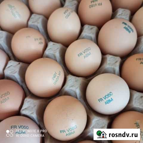 Инкубационное яйцо бройлер Бузулук - изображение 1