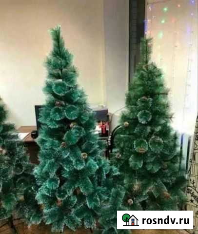 Сосны Пушистые Нижний Новгород - изображение 1