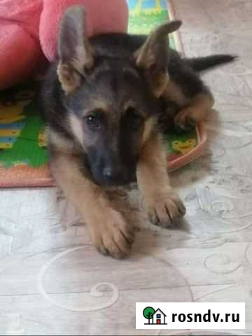 Щенки немецкой овчарки Хабаровск - изображение 1