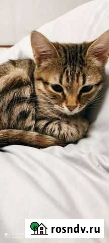 Котенок в добрые руки Новочеркасск - изображение 1