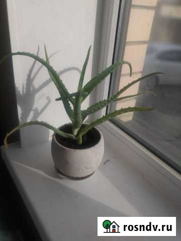 Алоэ столетник Анапа - изображение 1