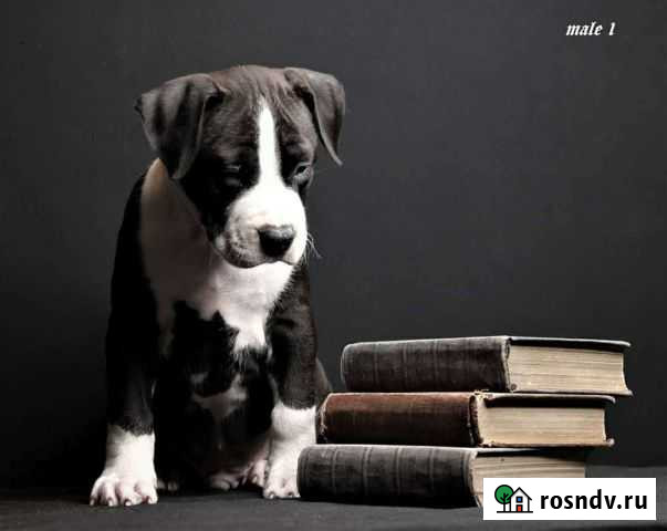 Американский стаффордширский терьер Сочи - изображение 1