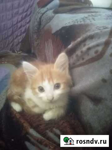 Котята в добрые руки Отрадная - изображение 1